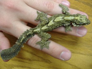 Flying Geckos make interesting pets, but requi...