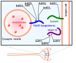 Molecular targets of clostridial neurotoxins (...