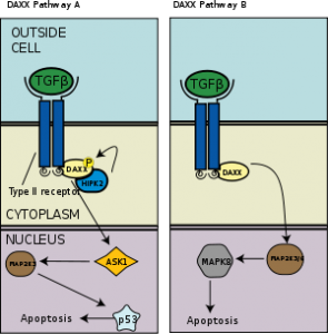 DAXX pathway in TGF beta signaling