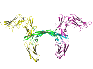 English: Ribbon image of human PDGF receptor b...