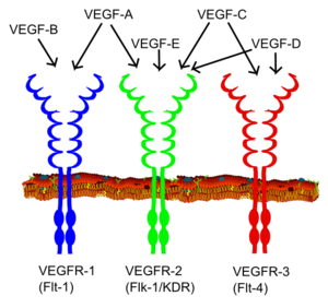 VEGF receptors and ligands