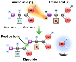 English: Peptide bond formation. Français : Fo...