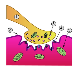 Detailed view of a neuromuscular junction: 1. ...