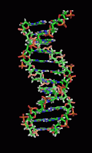 Animation of the structure of a section of DNA...