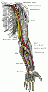 nerves of left upper extremity