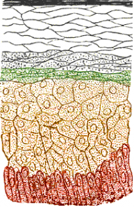 English: Skin layers