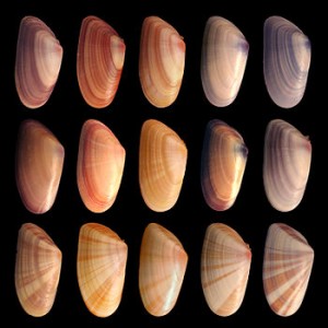English: Various coquina shells. Individuals i...
