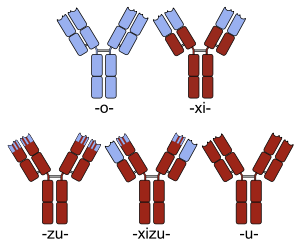 300px-Chimeric_and_humanized_antibodies.svg_