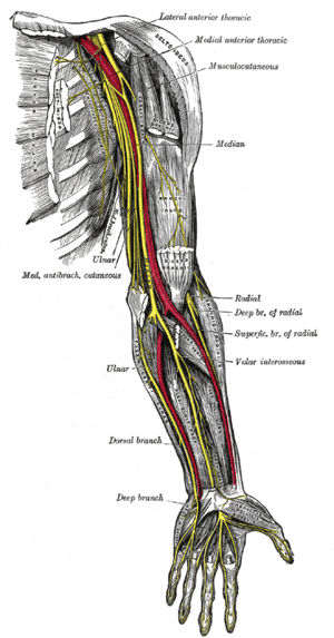 300px-Nerves_of_the_left_upper_extremity