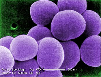 350px-Staphylococcus_aureus_VISA
